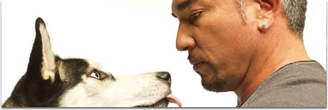 cesar millan / dog whisperer