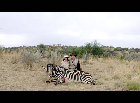 dead zebra - african safari