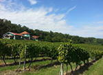 vinograd `goveđa glava`, feričanci, feravino