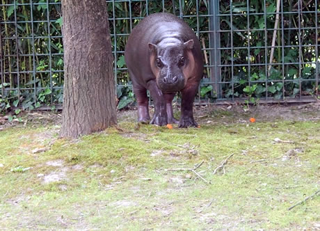 patuljasti vodenkonj / zoo vrt zagreb