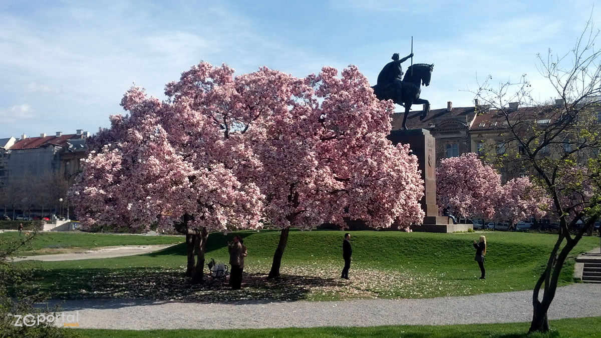 magnolija na trgu kralja tomislava | zagreb | ožujak 2016.