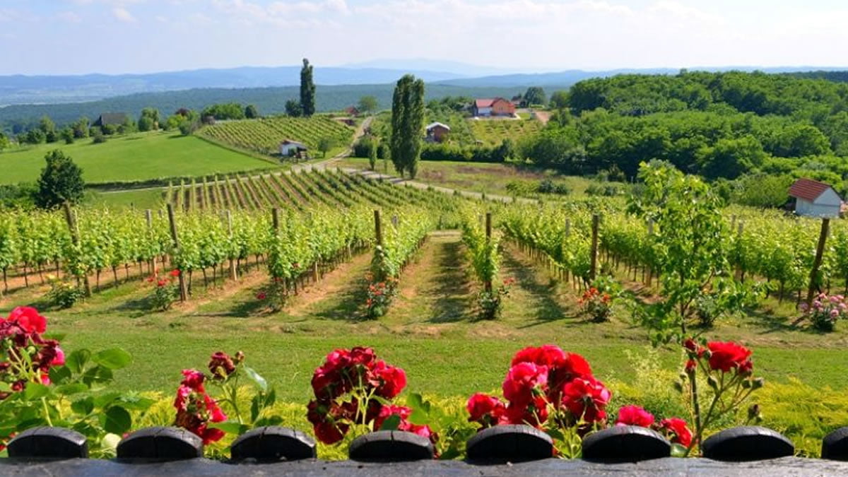 cesta ruža i vina, pleternica - 2020