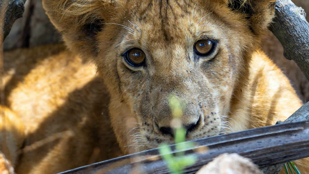 lion cub | 2024.