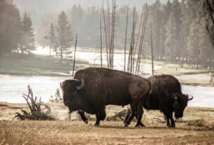 yellowstone national park | 2024.