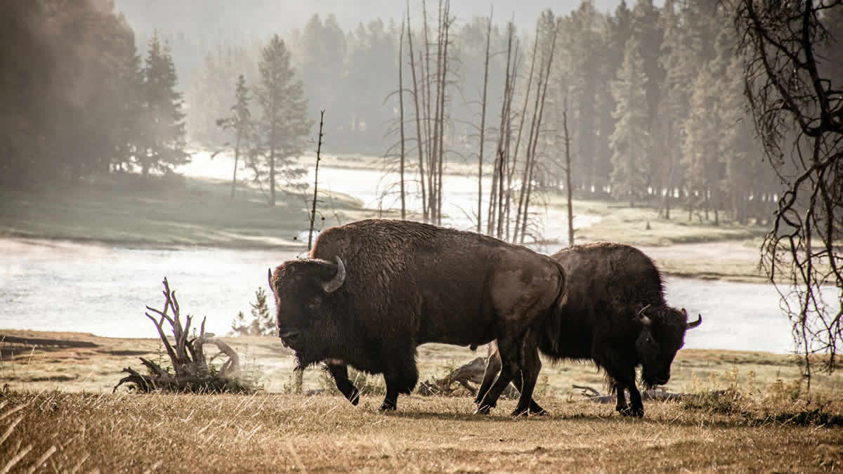 yellowstone national park | 2024.